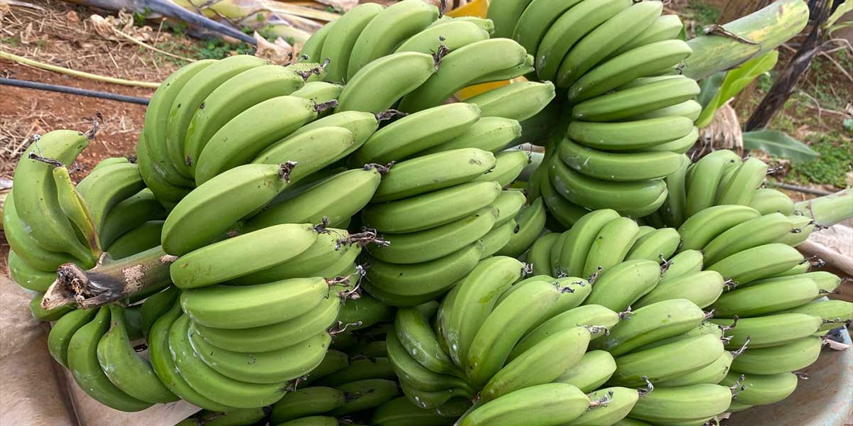 Banane siciliane biologiche, parte la raccolta